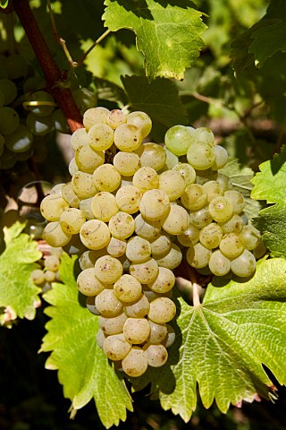 Sauvignon Blanc grapes in vineyard at Bu Cher France   Sancerre