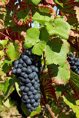 Pinot Noir grapes in vineyard at Bu Cher France   Sancerre