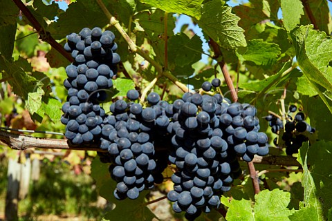 Pinot Noir grapes in vineyard at Bu Cher France   Sancerre