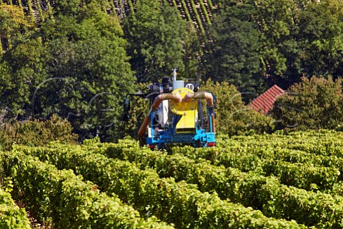 Leaf stripping effeuilleuse before harvest in Sauvignon Blanc vineyard of Domaine Lucien Crochet Bu Cher France Sancerre