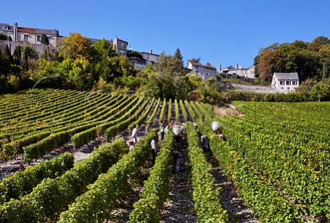 Harvesting Sauvignon Blanc grapes in vineyard of Joseph Mellot below the hilltop village of Sancerre  Cher France  Sancerre