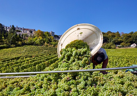 Hod carrier tipping grapes into trailer in vineyard of Joseph Mellot below the hilltop town of Sancerre  Cher France  Sancerre
