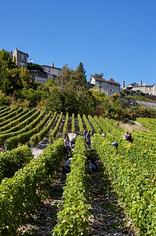 Harvesting Sauvignon Blanc grapes in vineyard of Joseph Mellot below the hilltop town of Sancerre  Cher France  Sancerre