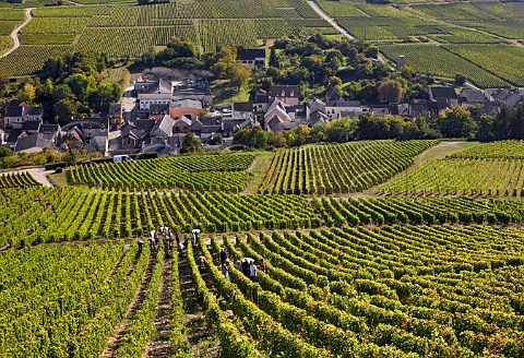 Harvesting Sauvignon Blanc grapes in Les Monts Damns vineyard above the village of Chavignol Cher France  Sancerre