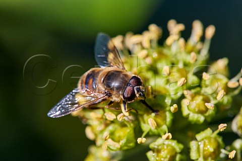 Hoverfly Eristalis sp on ivy flowers Ferring near Worthing Sussex England