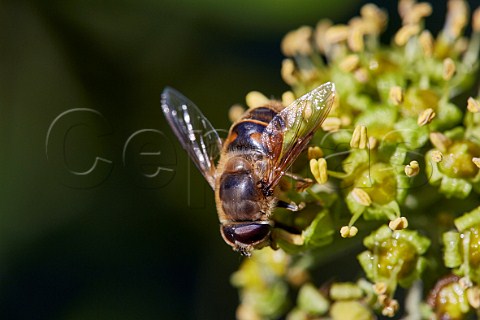 Hoverfly Eristalis sp on ivy flowers Ferring near Worthing Sussex England