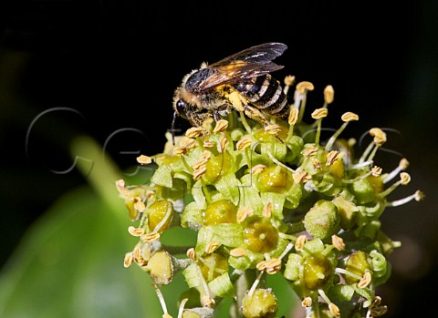 Ivy Bee on ivy flowers   Ferring near Worthing Sussex England