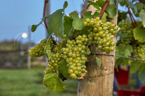 Chardonnay grapes and full moon High Clandon Estate on the North Downs at Clandon Downs Near Guildford Surrey England
