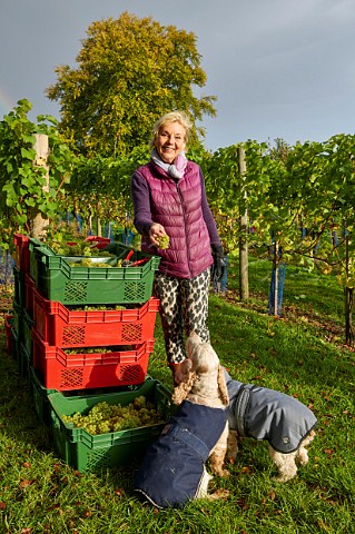 Sibylla Tindale with crates of harvested Chardonnay grapes in vineyard of High Clandon Estate on the North Downs at Clandon Downs Near Guildford Surrey England