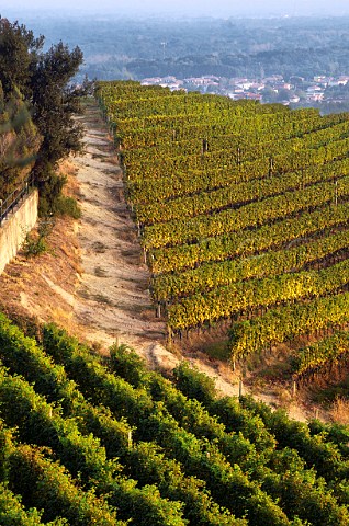 Nebbiolo vineyards of NerviConterno in the Molsino Cru Gattinara Piedmont Italy Gattinara