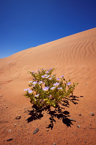 Nolana plant growing in the Atacama Desert Chile