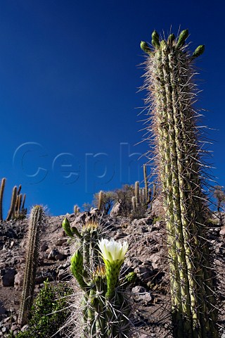 Cactii flowering in Las Chinchillas National Reserve Coquimbo Region Chile