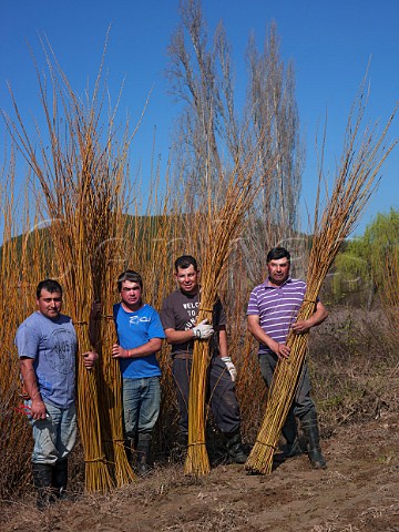 Harvesting wicker in Lomas de Cauquenes vineyard Maule Valley Chile