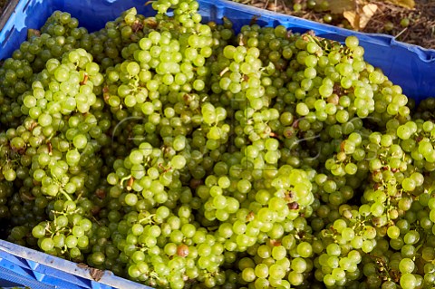 Crate of Chardonnay grapes in Mount Harry Vineyard of Sugrue South Downs sparkling wine  Offham near Lewes Sussex England