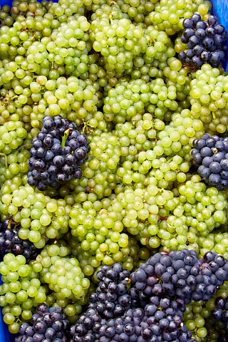 Crate of harvested Chardonnay and Pinot Noir grapes at Mount Harry Vineyard of Sugrue South Downs sparkling wine Offham near Lewes Sussex England