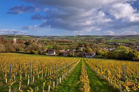 Young Chardonnay vines of Bride Valley Vineyard above the village of Litton Cheney Dorset England