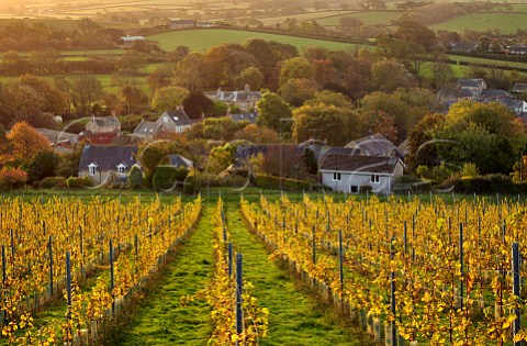 Young Chardonnay vines of Bride Valley Vineyard with The Court House beyond in village of Litton Cheney Dorset England