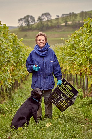 Bella Spurrier with Maud at harvest time in Bride Valley Vineyard Litton Cheney Dorset England