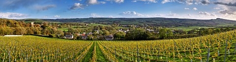 Young Chardonnay vines of Bride Valley Vineyard above village of Litton Cheney Dorset England