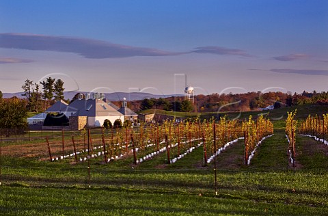 Boxwood Winery and young Sauvignon Blanc vineyard at sunrise Middleburg Virginia USA  Middleburg AVA