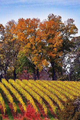 Barboursville Vineyards in the autumn Barboursville Virginia USA Monticello AVA