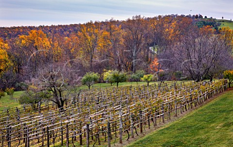 The restored Thomas Jefferson vineyard at Monticello Virginia USA