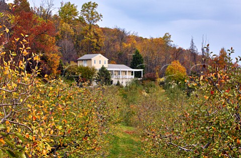 Apple orchard of Albemarle Ciderworks North Garden Virginia USA