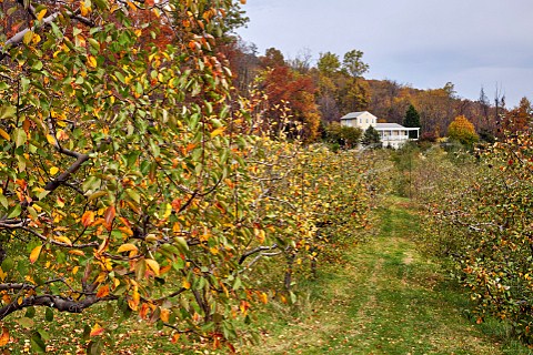 Apple orchard of Albemarle Ciderworks North Garden Virginia USA