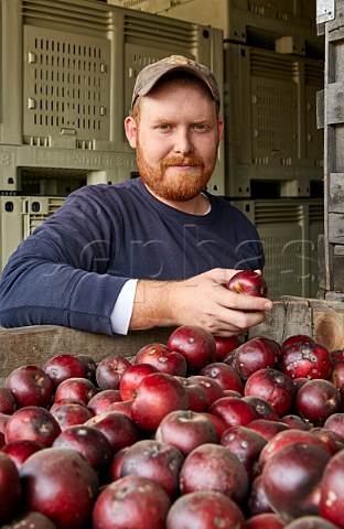 Thomas Unsworth cider maker with Arkansas Black apples at Albemarle Ciderworks North Garden Virginia USA