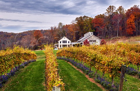 Autumnal vineyard by the restaurant and tasting room at Pippin Hill Farm North Garden Virginia USA Monticello AVA