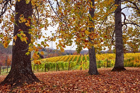 Autumnal Petit Manseng near and Merlot vineyard of Lovingston Winery Lovingston Virginia USA Monticello AVA