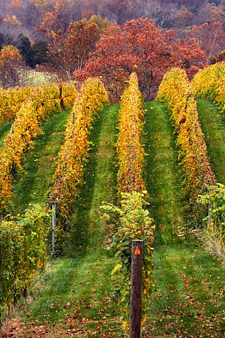 Autumnal Petit Manseng near and Merlot vineyards of Lovingston Winery Lovingston Virginia USA Monticello AVA