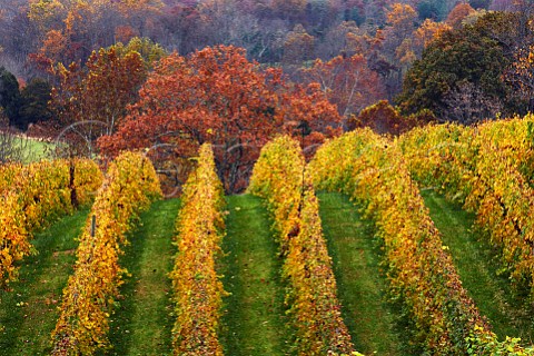 Autumnal Merlot vineyard of Lovingston Winery Lovingston Virginia USA Monticello AVA