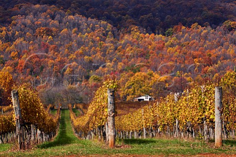 Autumn colours in Afton Mountain Vineyards with the treecovered Blue Ridge Mountains in distance Afton Virginia USA Monticello AVA