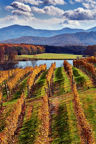 Autumnal Petit Verdot in Afton Mountain Vineyards Afton Virginia USA Monticello AVA