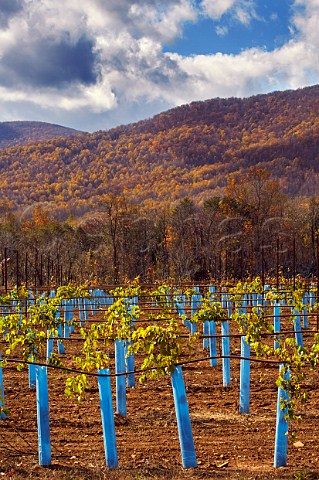 Young Tannat vines of Afton Mountain Vineyards Afton Virginia USA Monticello AVA
