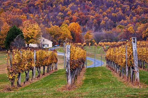 Afton Mountain Vineyards and the treecovered slopes of the Blue Ridge Mountains Afton Virginia USA Monticello AVA