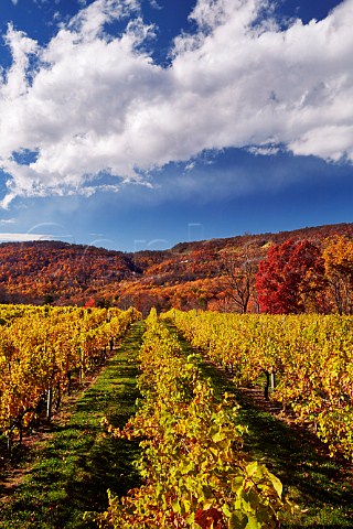 Autumnal Chardonnay vineyard of Veritas Winery high in the Blue Ridge Mountains Afton Virginia USA Monticello AVA
