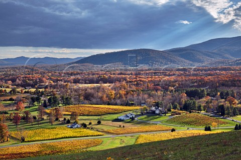 The Farmhouse and autumnal vineyards of Veritas Winery with the Blue Ridge Mountains beyond Afton Virginia USA Monticello AVA