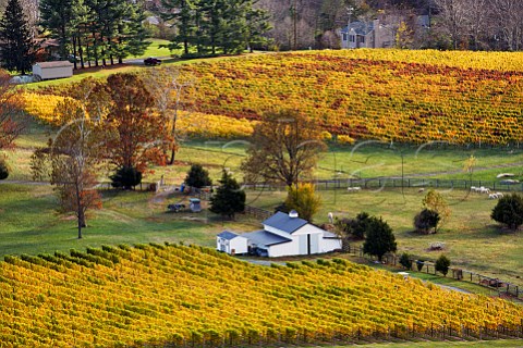 Autumnal vineyards of Veritas Winery Afton Virginia USA Monticello AVA