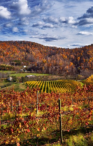 Autumnal vineyards of DelFosse winery in the Blue Ridge Mountains Faber Virginia USA Monticello AVA