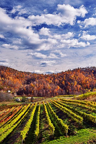 Autumnal vineyards of DelFosse winery in the Blue Ridge Mountains Faber Virginia USA Monticello AVA