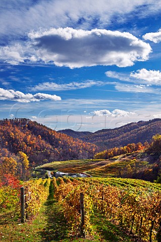 Autumnal vineyards of DelFosse winery in the Blue Ridge Mountains Faber Virginia USA Monticello AVA