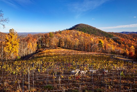 Sheep grazing amongst autumnal Pinot Noir and Chardonnay vines in Ankida Ridge vineyard high in the Blue Ridge Mountains Amherst Virginia USA