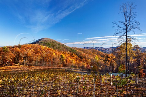 Autumnal Pinot Noir and Chardonnay vines in Ankida Ridge vineyard high in the Blue Ridge Mountains Amherst Virginia USA