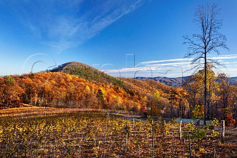 Autumnal Pinot Noir and Chardonnay vines in Ankida Ridge vineyard high in the Blue Ridge Mountains Amherst Virginia USA