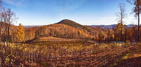 Autumnal Pinot Noir and Chardonnay vines in Ankida Ridge vineyard high in the Blue Ridge Mountains Amherst Virginia USA