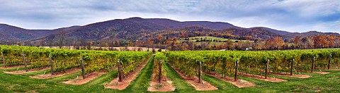 King Family Vineyards with the Blue Ridge Mountains beyond Crozet Virginia USA Monticello AVA