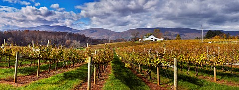 Autumnal vineyards of Cardinal Point Winery with the Blue Ridge Mountains in distance Afton Virginia USA Monticello AVA