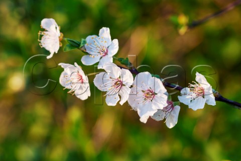 Blackthorn blossom Hurst Meadows West Molesey Surrey England